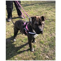 Suzy, négy éves, közepes méretű szuka #9