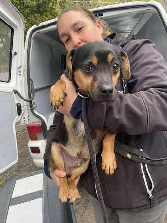 Kópé, 2 éves ivartalanított kan