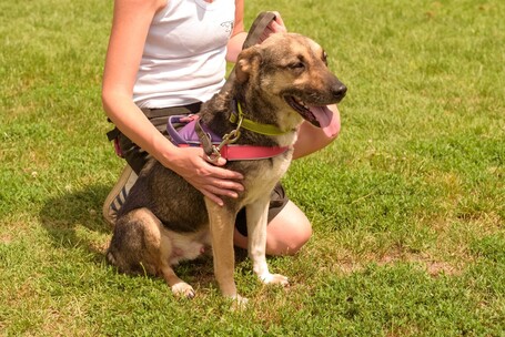 Chuck, 6 éves, 46 cm magas, kan