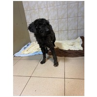 Gombóc Artúr, 12 éves, 44 cm magas, puli, kan #7