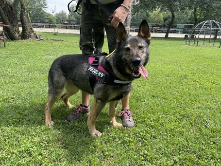 Lady, ivartalanított szuka