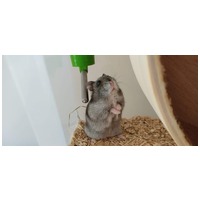 Dzsungáriai törpehörcsögöm lesz!