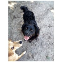 Tappancs, két éves kan #5