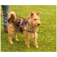 Mickey, 3 éves, kan #4