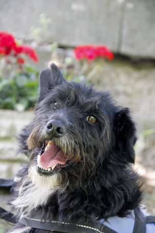 Gáspárka, 6 éves ivartalanított kan