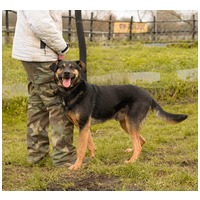 Szultán, négy éves, kan #6