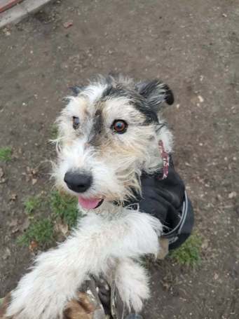 Topi, 10 éves, 44 cm magas, foxi keverék, kan