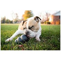 Kong Extreme harang #11