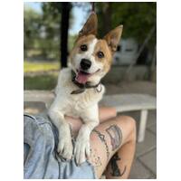 Foltos, 9 éves ivartalanított kan #5