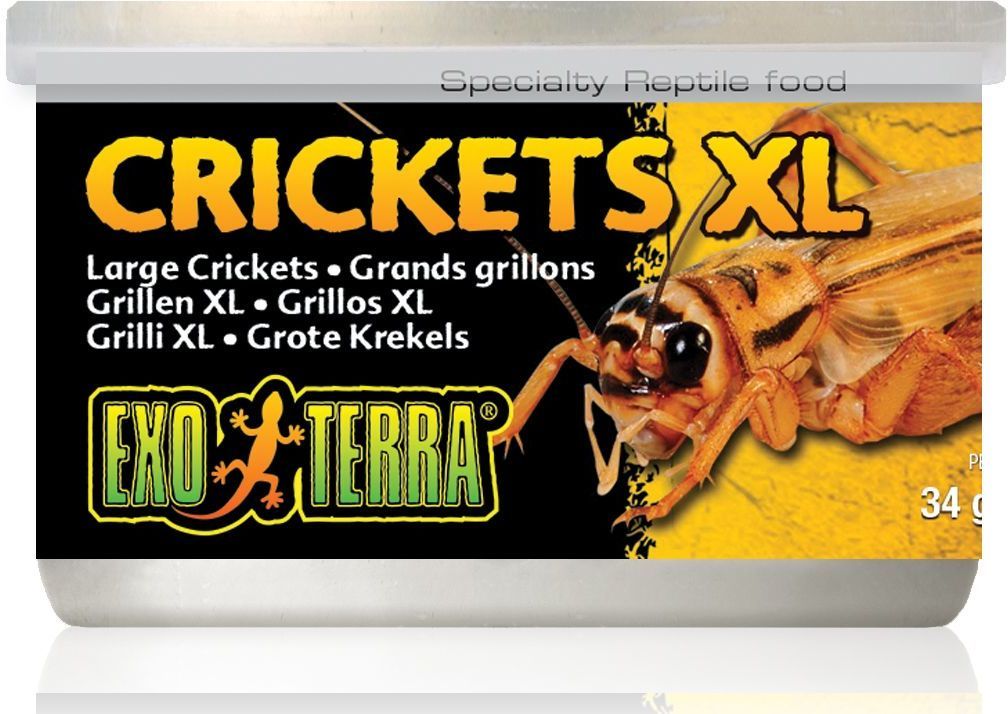 Exo Terra Crickets XL – Greieri mari fierți moi pentru reptile