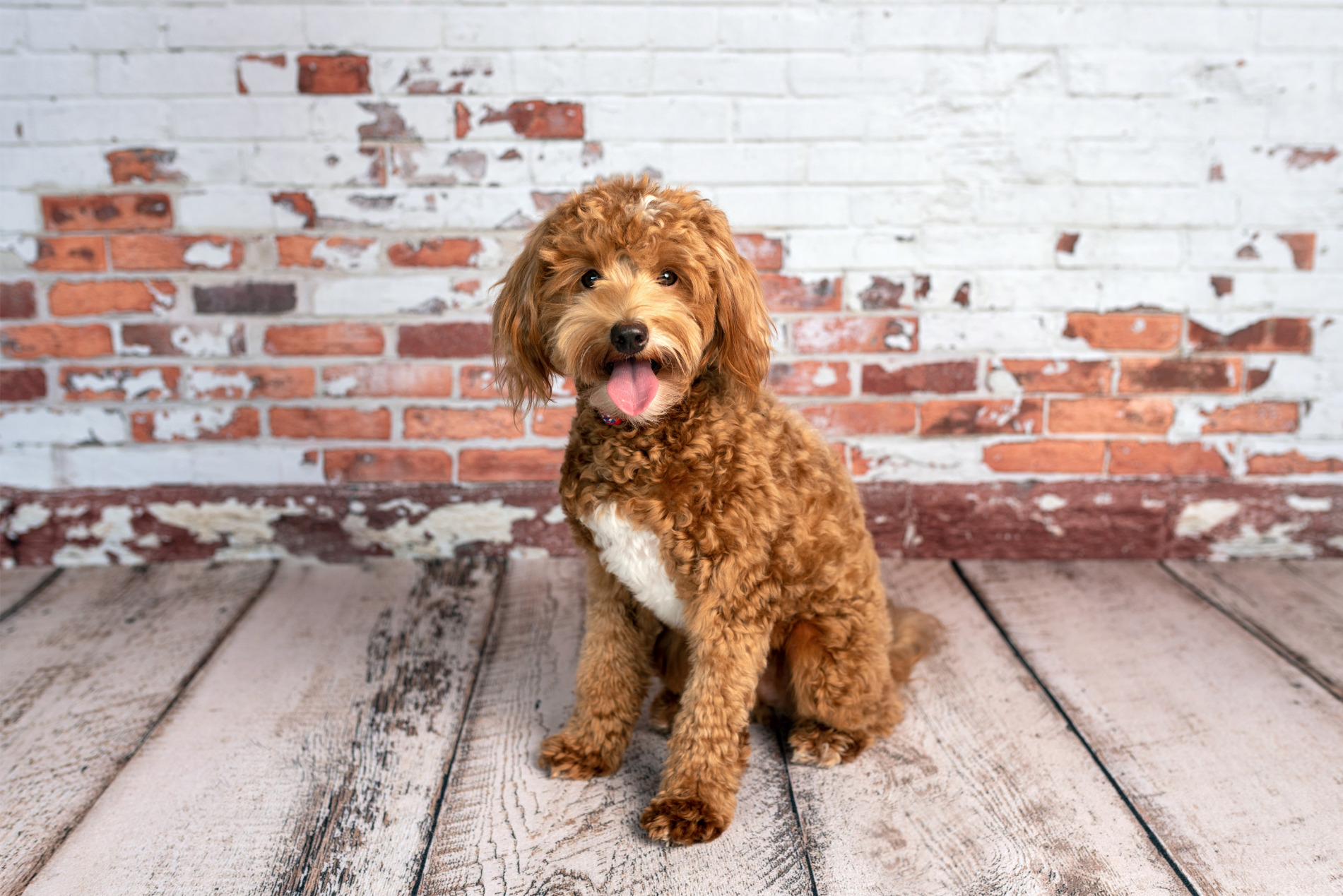 Mini goldendoodle kutya