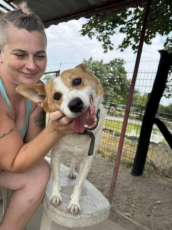 Foltos, 9 éves ivartalanított kan