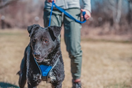 Ábel, 4 éves, 55 cm magas, kan