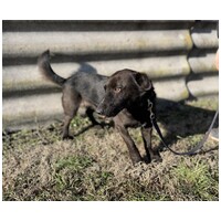 Csokoládé, négy éves, kan #6