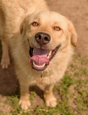 Kasmír, egy éves, kan