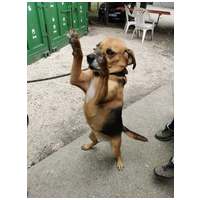 Ranger, ivartalanított kan, 9 éves #2