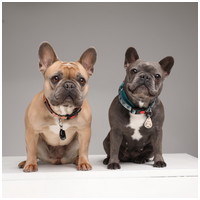 Tickless Pet ultrahangos bolha- és kullancsriasztó kutyák, macskák, vadászgörények és nyulak részére #15