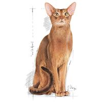 Royal Canin Protein Exigent - válogatós felnőtt macska száraz táp #8