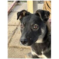 Hektor, kan kutyus gazdit keres #4