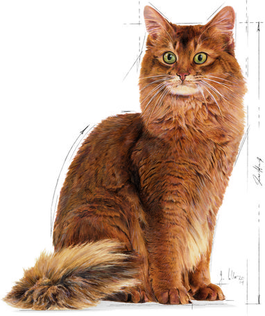 Royal Canin Light Weight Care - Száraz táp felnőtt macskák részére az ideális testsúly eléréséért