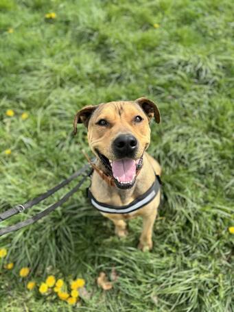 Vilinger, ivartalanított kan