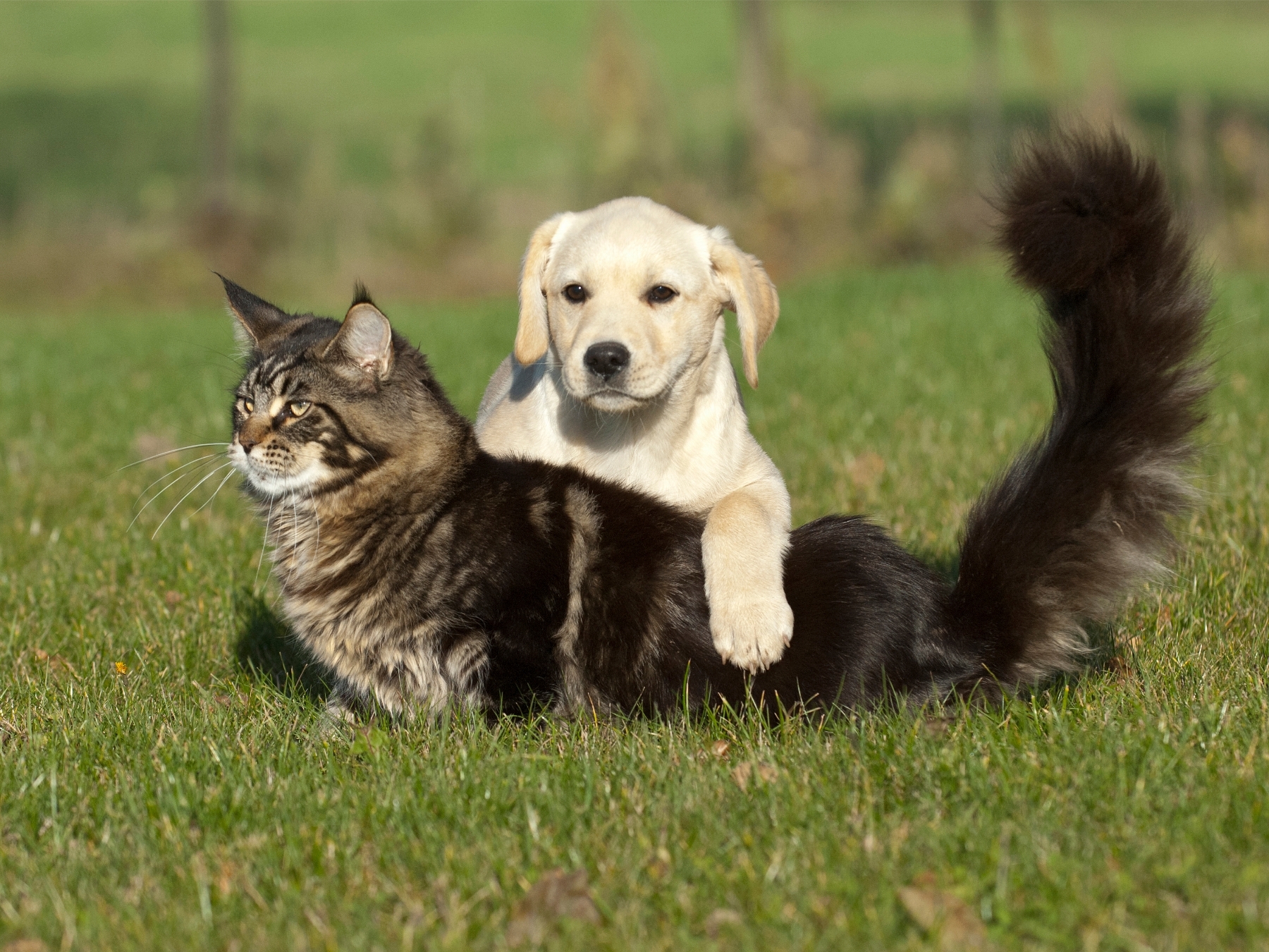 Labrador kölyök macskával