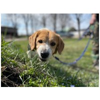 Carlos, 11 éves, kan #2