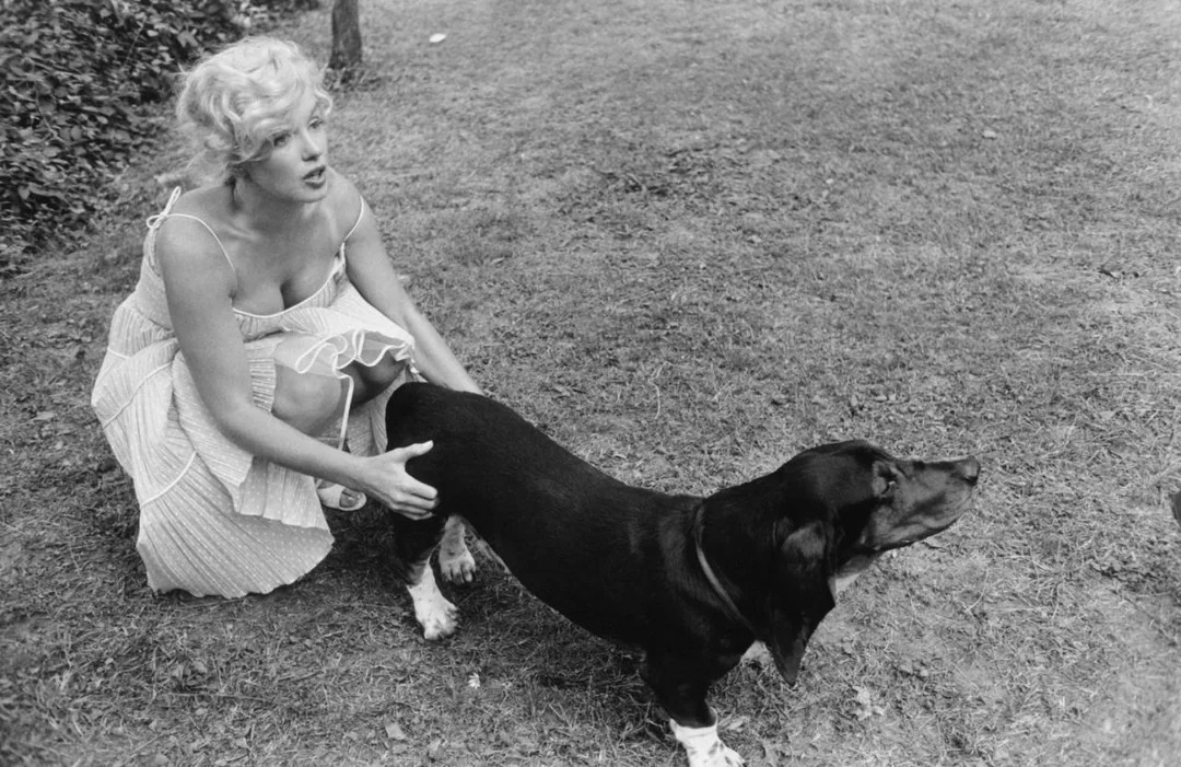 Marilyn Monroe - Hugo basset hound kutya