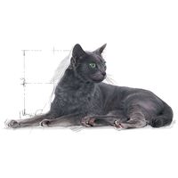 Royal Canin Sterilised 7+ | Ivartalanított idősödő macska száraz táp #10