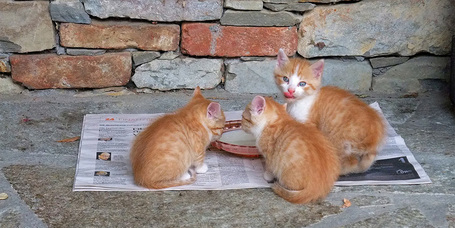 Így etesd a macskád