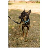 Gézu, egy éves, kan #2