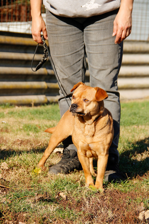 Mochi, 2 éves ivartalanított szuka