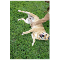 Pufirizsa, 8 éves ivartalanított szuka #7