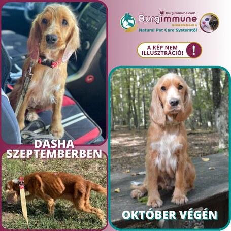 Burgimmune immunerősítő por