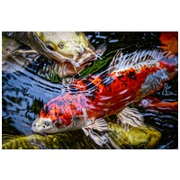 Panzi tavihaltáp #9