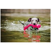 Kong Wubba Ballistic Friend kutyajáték #6