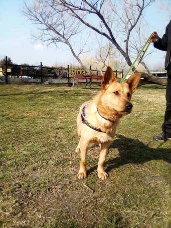 Titusz, 1 éves, 50 cm magas, kan