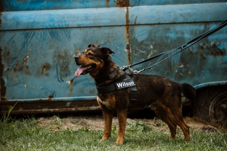 Wilson, 6 éves, 48 cm magas, kan