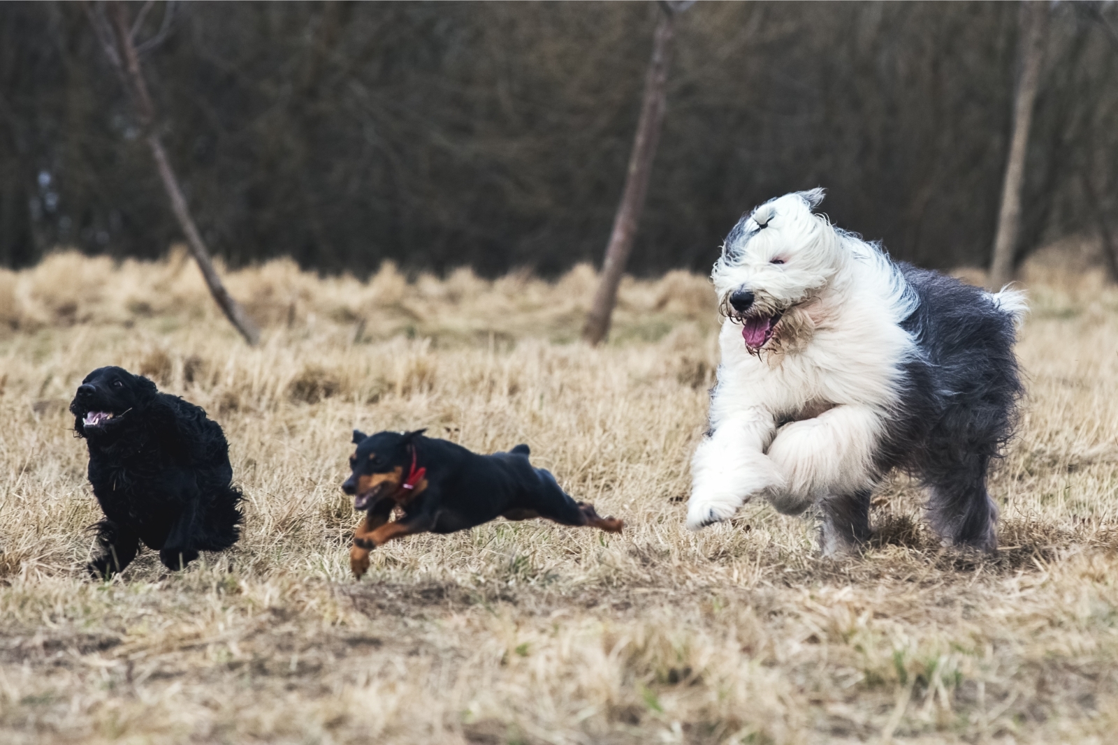 Bobtail juhászkutya, a mackós külsejű szépség