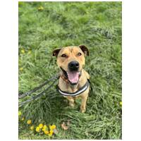 Vilinger, ivartalanított kan #7