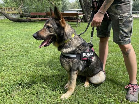 Lady, ivartalanított szuka