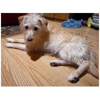 Aranyka, ivartalanított szuka kutyus #2