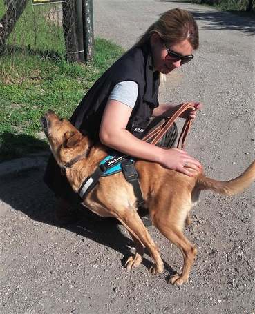 Johnny, 9 éves, 48 cm magas, kan