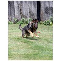 Lady, ivartalanított szuka #16