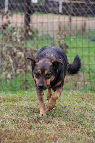 Levi, 4 éves ivartalanított kan