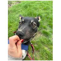 Hektor, kan kutyus gazdit keres #17