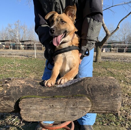 Lucky, egy éves, kan