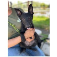 Gizmo, fél éves, kan #7