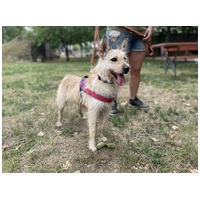 Szöszi, 5 éves ivartalanított lányka #6