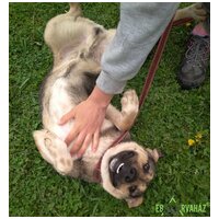 Chuck, 6 éves, 46 cm magas, kan #2